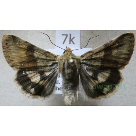 Heliothis viriplaca (Hufnagel, 1766) Słonecznica szczeciówka Czech7k